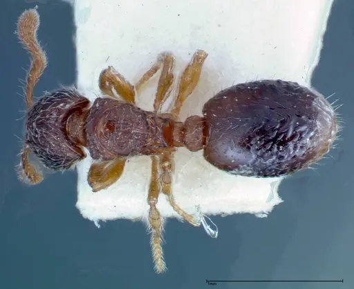 Myrmecina sauteri specimen FOCOL0308 image focol0308_1