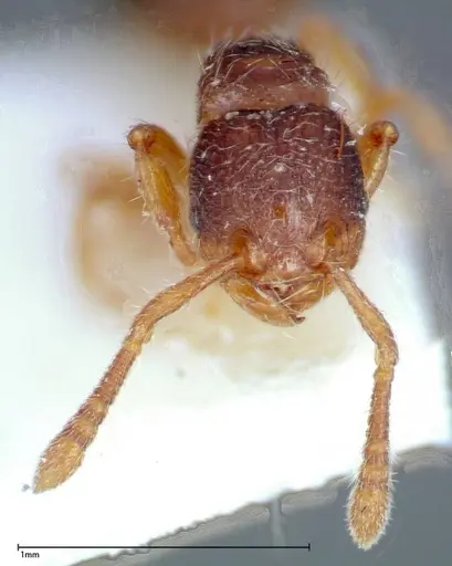 Myrmecina sauteri specimen FOCOL0308 image focol0308_2