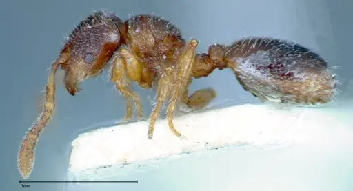 Myrmecina sauteri specimen FOCOL0308 image focol0308_3