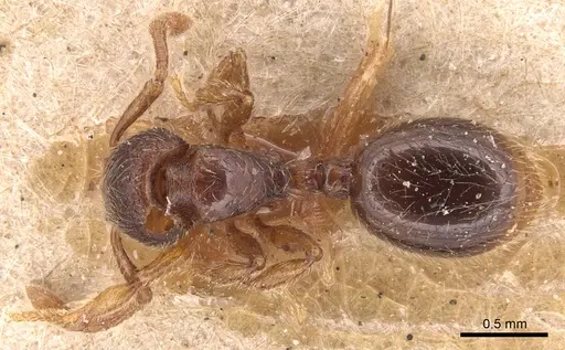 Myrmecina sicula specimen CASENT0904689 image casent0904689_1