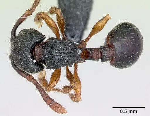 Myrmecina sinensis specimen CASENT0070298 image casent0070298_1