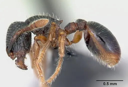 Myrmecina sinensis specimen CASENT0070298 image casent0070298_3