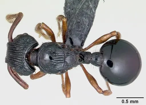 Myrmecina striata specimen CASENT0070294 image casent0070294_1