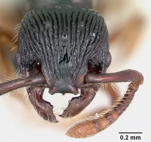 Myrmecina striata specimen CASENT0070294 image casent0070294_2