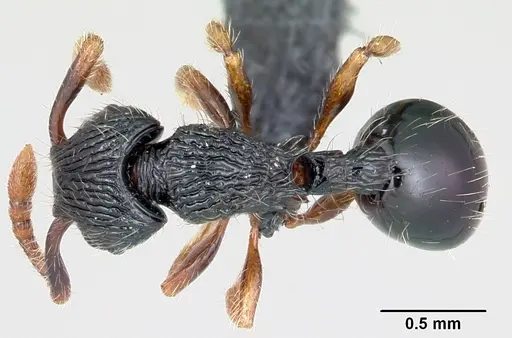 Myrmecina striata specimen CASENT0070295 image casent0070295_1