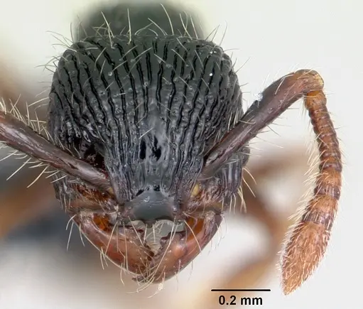 Myrmecina striata specimen CASENT0070295 image casent0070295_2