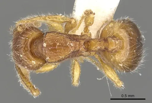 Myrmecina taiwana specimen CASENT0901731 image casent0901731_1