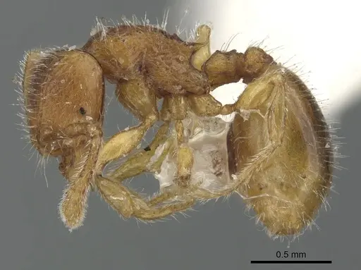 Myrmecina taiwana specimen CASENT0901731 image casent0901731_3