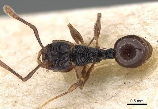 Myrmecina transversa specimen CASENT0922230 image casent0922230_1