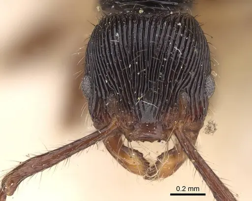 Myrmecina transversa specimen CASENT0922230 image casent0922230_2