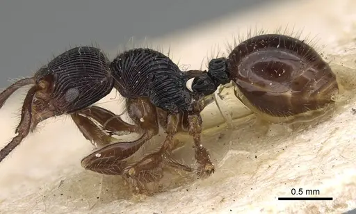 Myrmecina transversa specimen CASENT0922230 image casent0922230_3