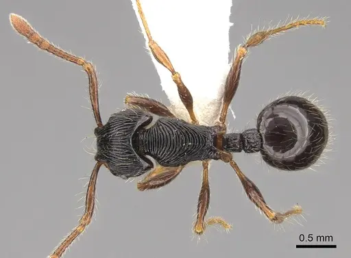 Myrmecina transversa specimen CASENT0922970 image casent0922970_1