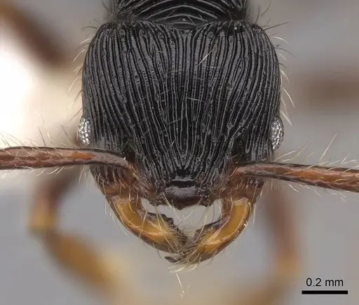 Myrmecina transversa specimen CASENT0922970 image casent0922970_2