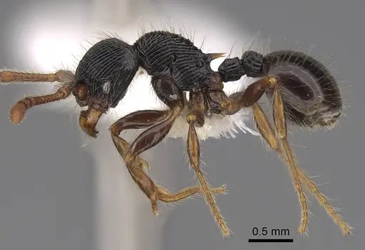 Myrmecina transversa specimen CASENT0922970 image casent0922970_3