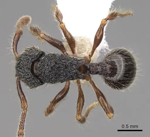 Myrmecina tridentata specimen CASENT0922960 image casent0922960_1