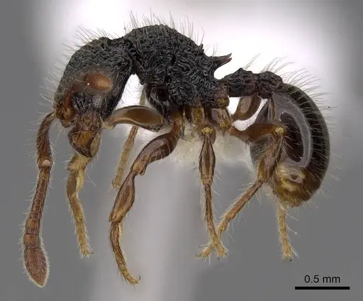 Myrmecina tridentata specimen CASENT0922960 image casent0922960_3