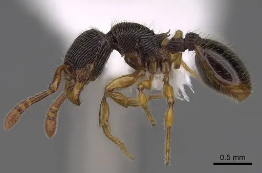 Myrmecina urbanii specimen CASENT0922975 image casent0922975_3