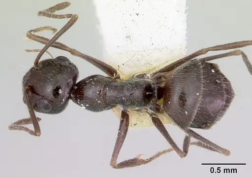 Myrmecocystus arenarius specimen CASENT0103513 image casent0103513_1