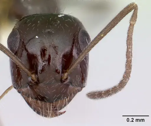 Myrmecocystus arenarius specimen CASENT0103513 image casent0103513_2
