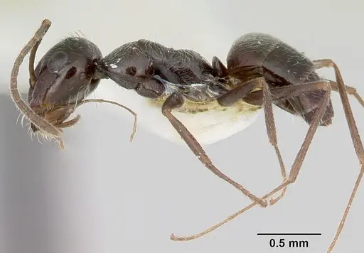 Myrmecocystus arenarius specimen CASENT0103513 image casent0103513_3