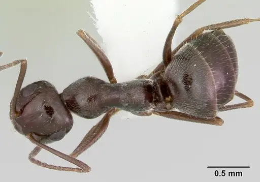 Myrmecocystus arenarius specimen CASENT0103514 image casent0103514_1