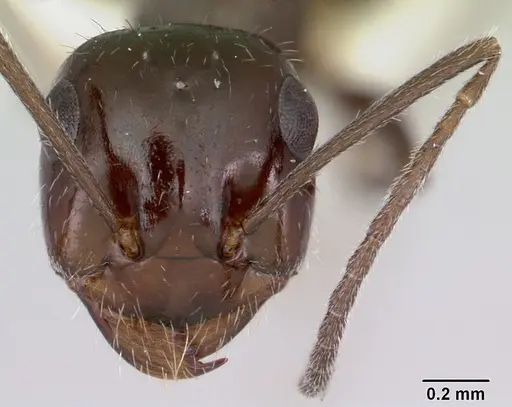 Myrmecocystus arenarius specimen CASENT0103514 image casent0103514_2