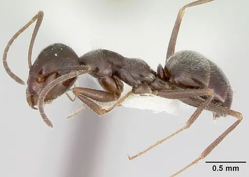 Myrmecocystus arenarius specimen CASENT0103514 image casent0103514_3