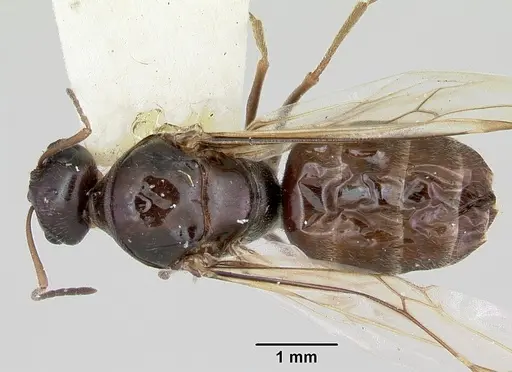 Myrmecocystus arenarius specimen CASENT0103515 image casent0103515_1