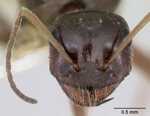 Myrmecocystus arenarius specimen CASENT0103515 image casent0103515_2