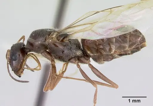 Myrmecocystus arenarius specimen CASENT0103515 image casent0103515_3