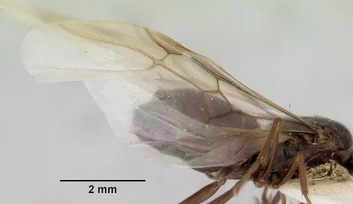 Myrmecocystus arenarius specimen CASENT0103515 image casent0103515_4