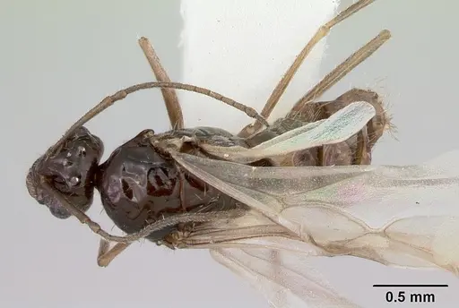 Myrmecocystus arenarius specimen CASENT0105773 image casent0105773_1
