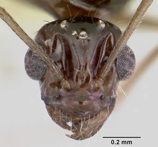 Myrmecocystus arenarius specimen CASENT0105773 image casent0105773_2