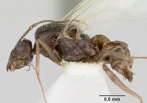 Myrmecocystus arenarius specimen CASENT0105773 image casent0105773_3