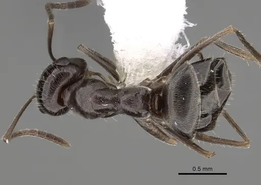 Myrmecocystus arenarius specimen CASENT0280526 image casent0280526_1