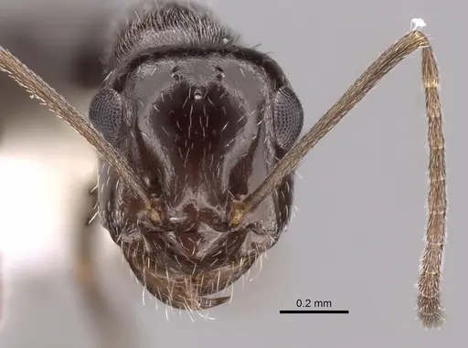 Myrmecocystus arenarius specimen CASENT0280526 image casent0280526_2