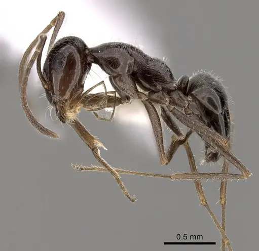 Myrmecocystus arenarius specimen CASENT0280526 image casent0280526_3