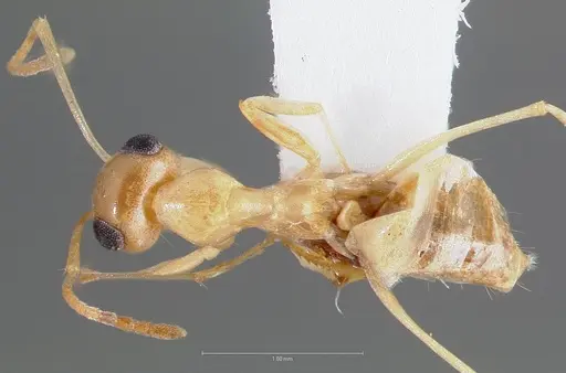 Myrmecocystus christineae specimen CASENT0005887 image casent0005887_1