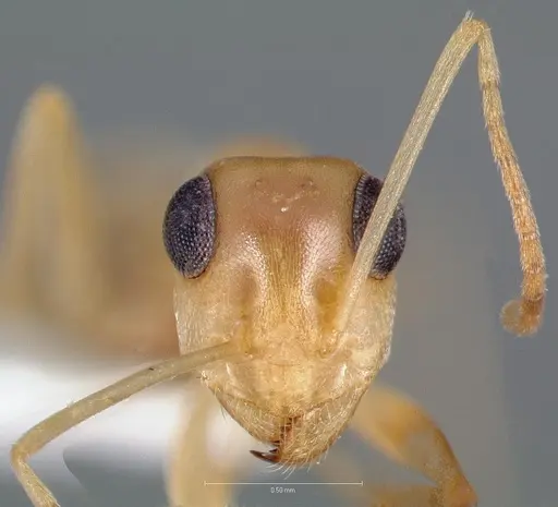 Myrmecocystus christineae specimen CASENT0005887 image casent0005887_2