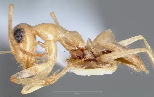 Myrmecocystus christineae specimen CASENT0005887 image casent0005887_3