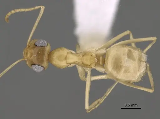 Myrmecocystus christineae specimen CASENT0280530 image casent0280530_1