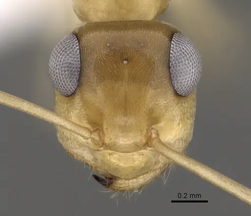 Myrmecocystus christineae specimen CASENT0280530 image casent0280530_2