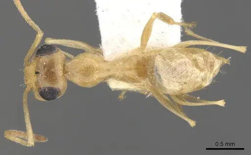 Myrmecocystus christineae specimen CASENT0903199 image casent0903199_1