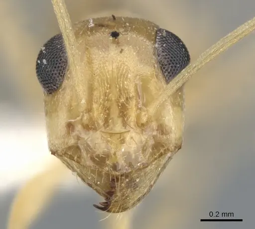 Myrmecocystus christineae specimen CASENT0903199 image casent0903199_2