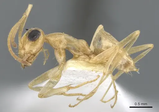 Myrmecocystus christineae specimen CASENT0903199 image casent0903199_3