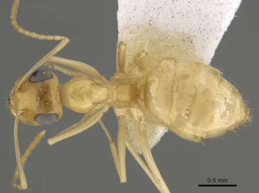 Myrmecocystus christineae specimen CASENT0923358 image casent0923358_1