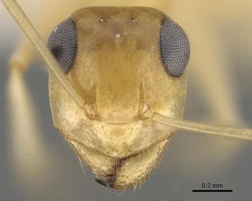 Myrmecocystus christineae specimen CASENT0923358 image casent0923358_2