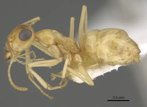 Myrmecocystus christineae specimen CASENT0923358 image casent0923358_3