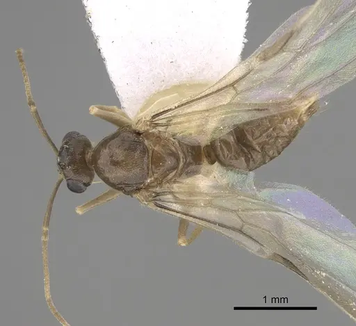 Myrmecocystus christineae specimen CASENT0923363 image casent0923363_1