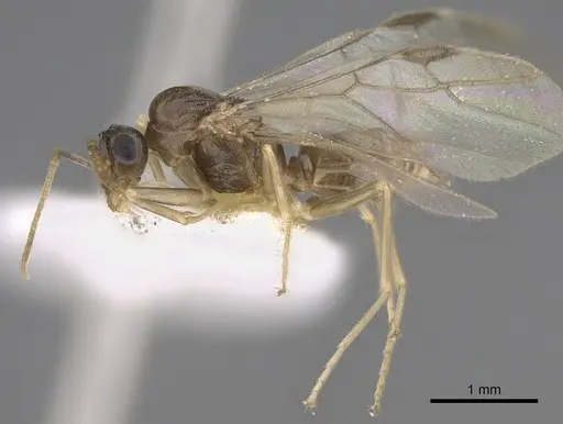 Myrmecocystus christineae specimen CASENT0923363 image casent0923363_3